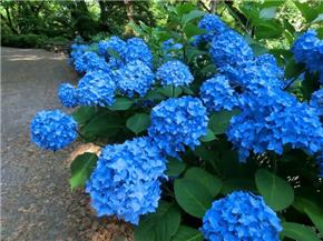 鶴舞公園あじさいの散歩道