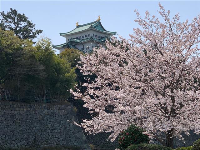 名古屋城と桜